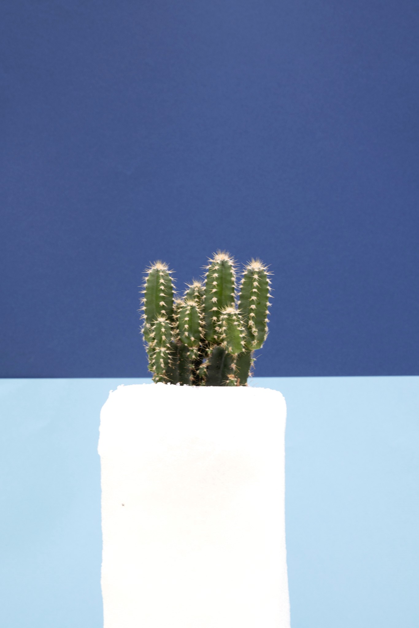 Stefano-prudhomme-projets-cactus-03