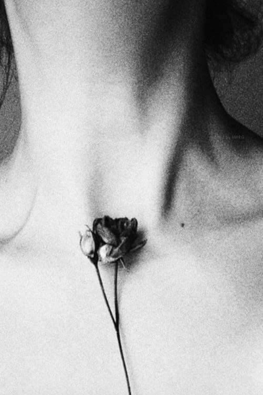fleurs